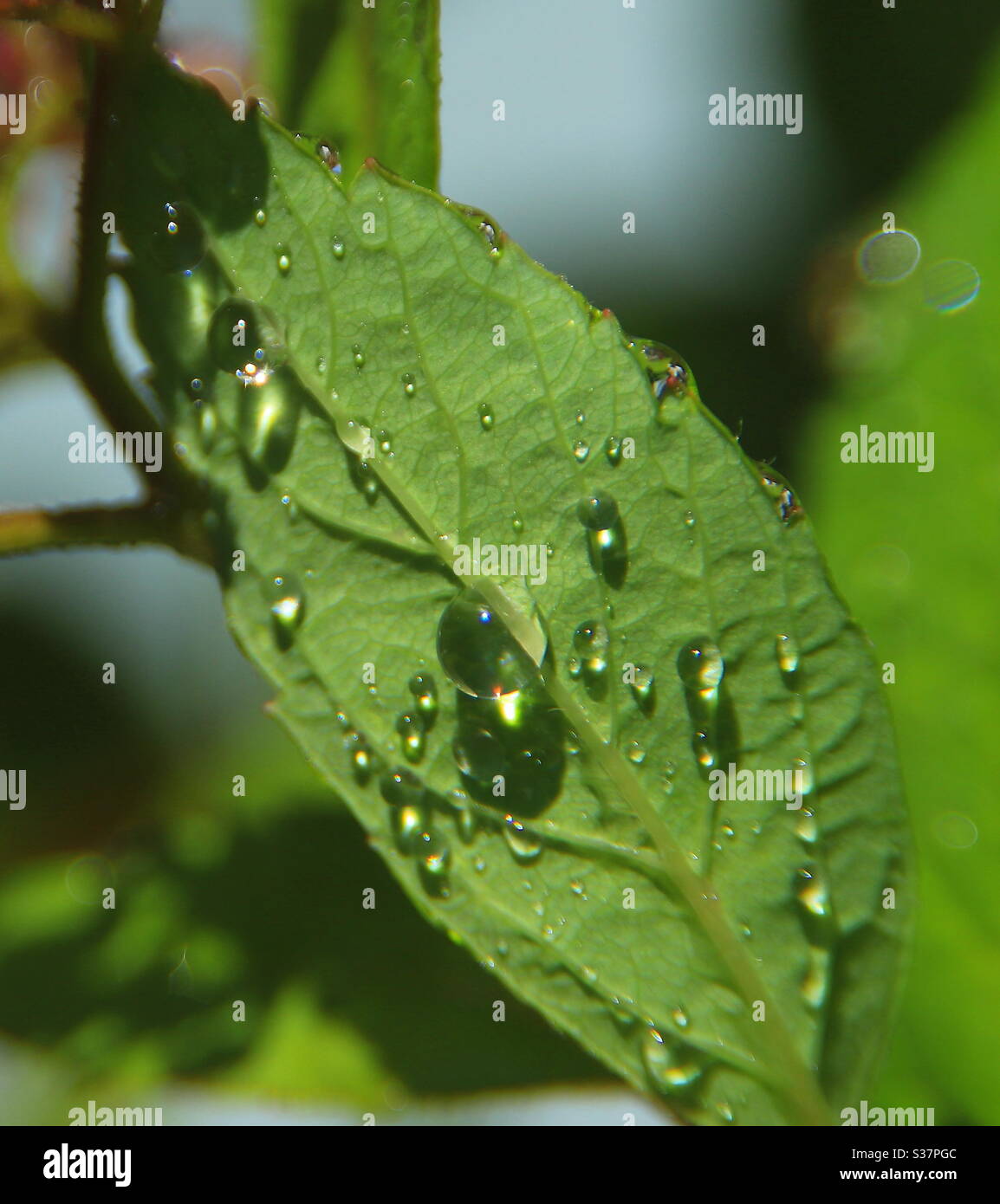 Macro photography- water droplets on leaf - Smartphone Captured Stock Image