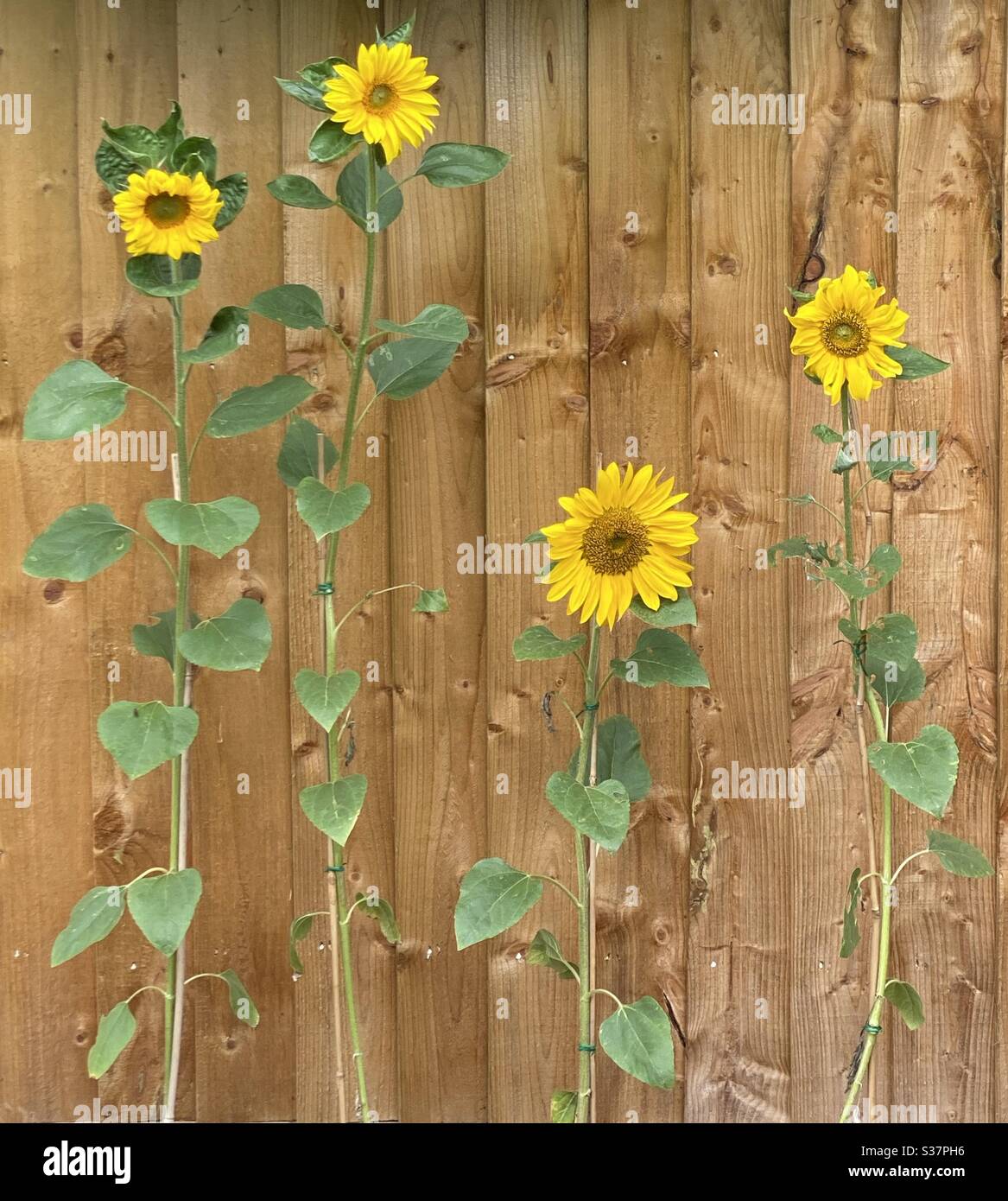 Sunflowers garden fence hires stock photography and images Alamy