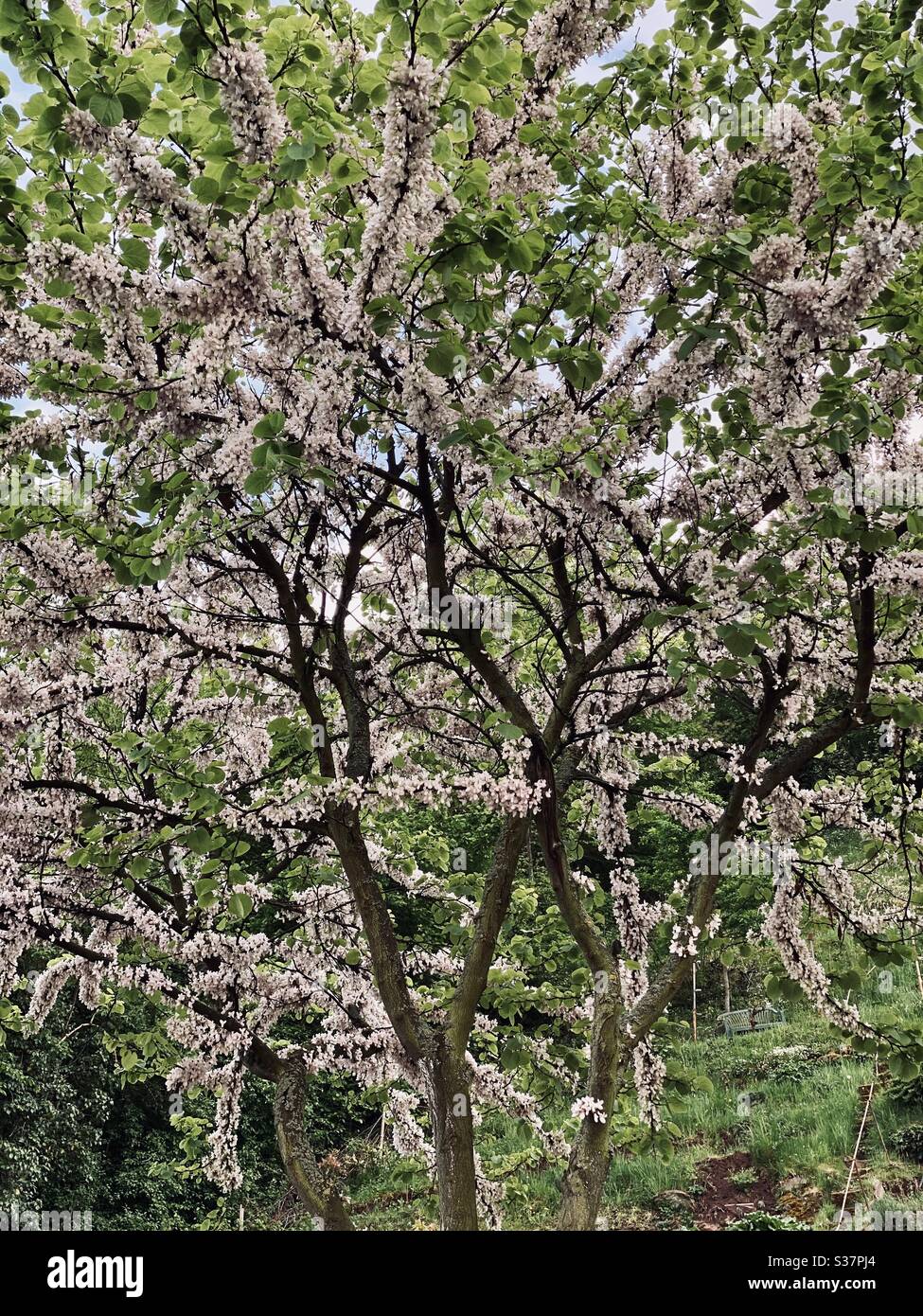 Spring Time in Germany, Flowers and Trees - Smartphone Captured Stock Image
