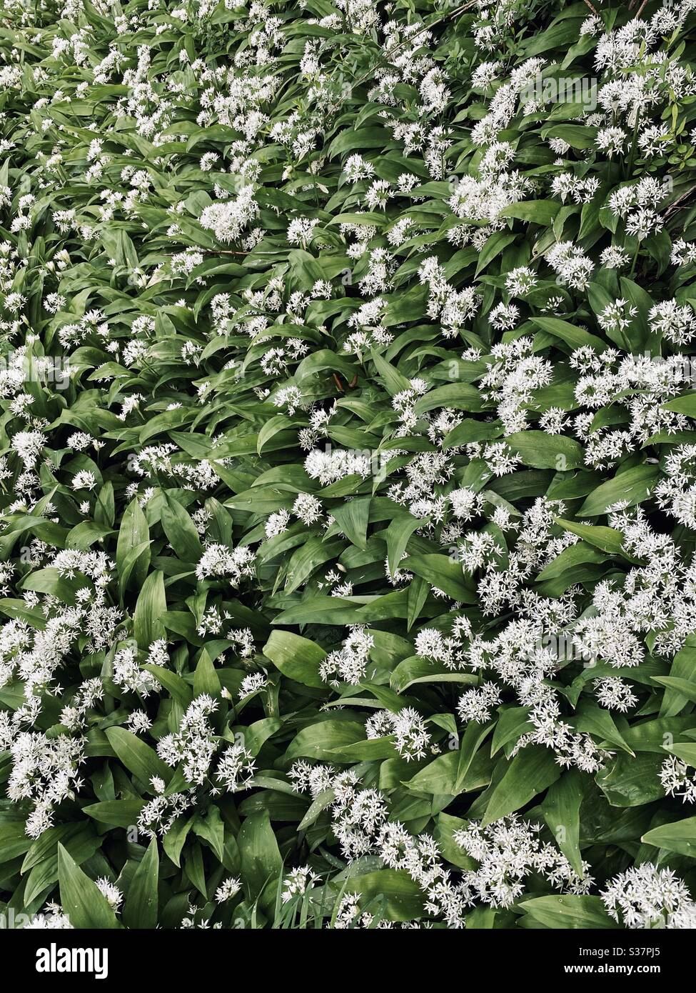 Spring time in Germany, Flowers and plants - Smartphone Captured Stock Image