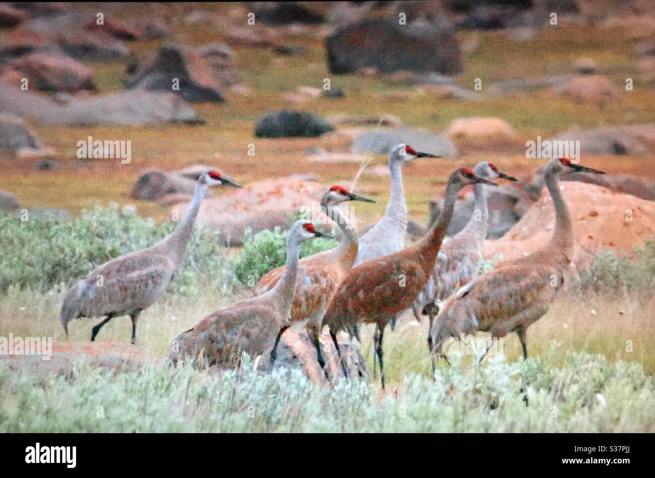 Sandhill Crane, Antigone canadensis, North American Birds, Birds of