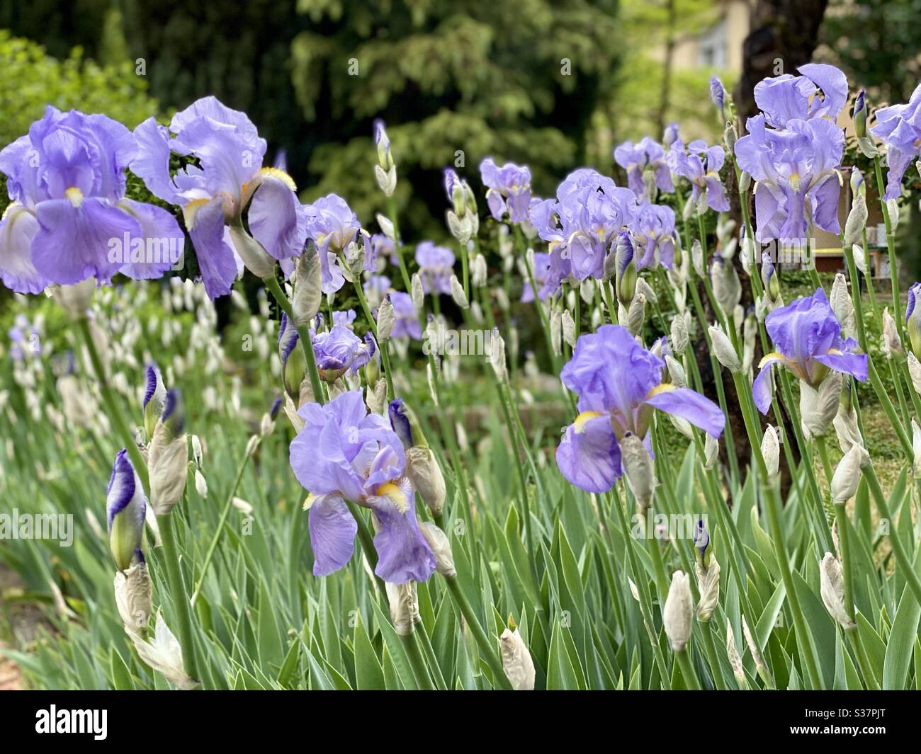 Spring time in Germany, Flowers and plants - Smartphone Captured Stock Image