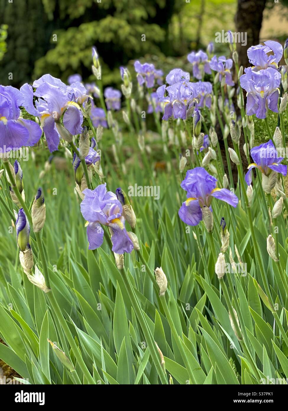 Spring time in Germany, Flowers and plants - Smartphone Captured Stock Image