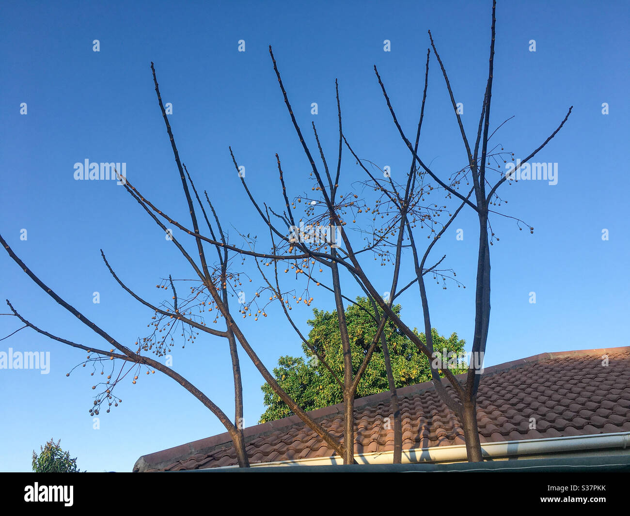 Leafless tree view hi-res stock photography and images - Alamy