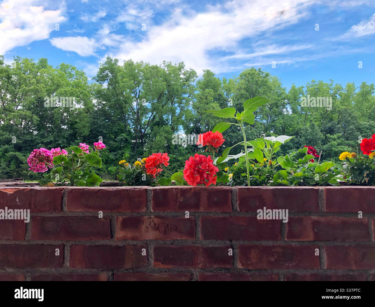 Planter built in to brick wall on side porch - Smartphone Captured Stock Image