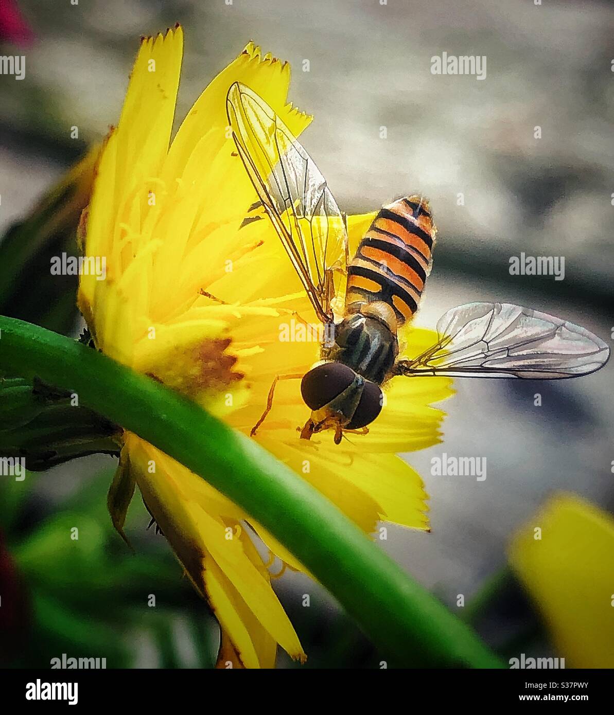Hoverfly on a flower. Stock Photo