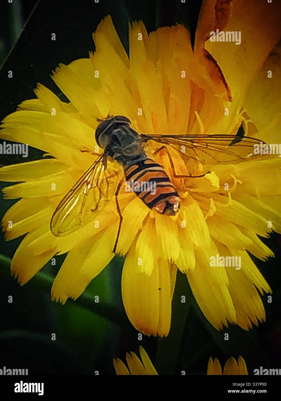 Hoverfly on a yellow flower. Stock Photo