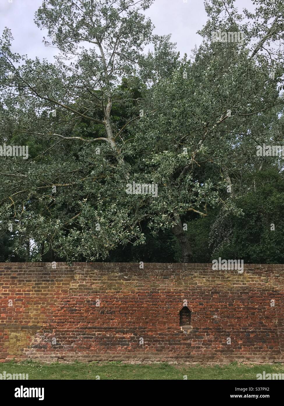 Tree behind brick wall - Smartphone Captured Stock Image