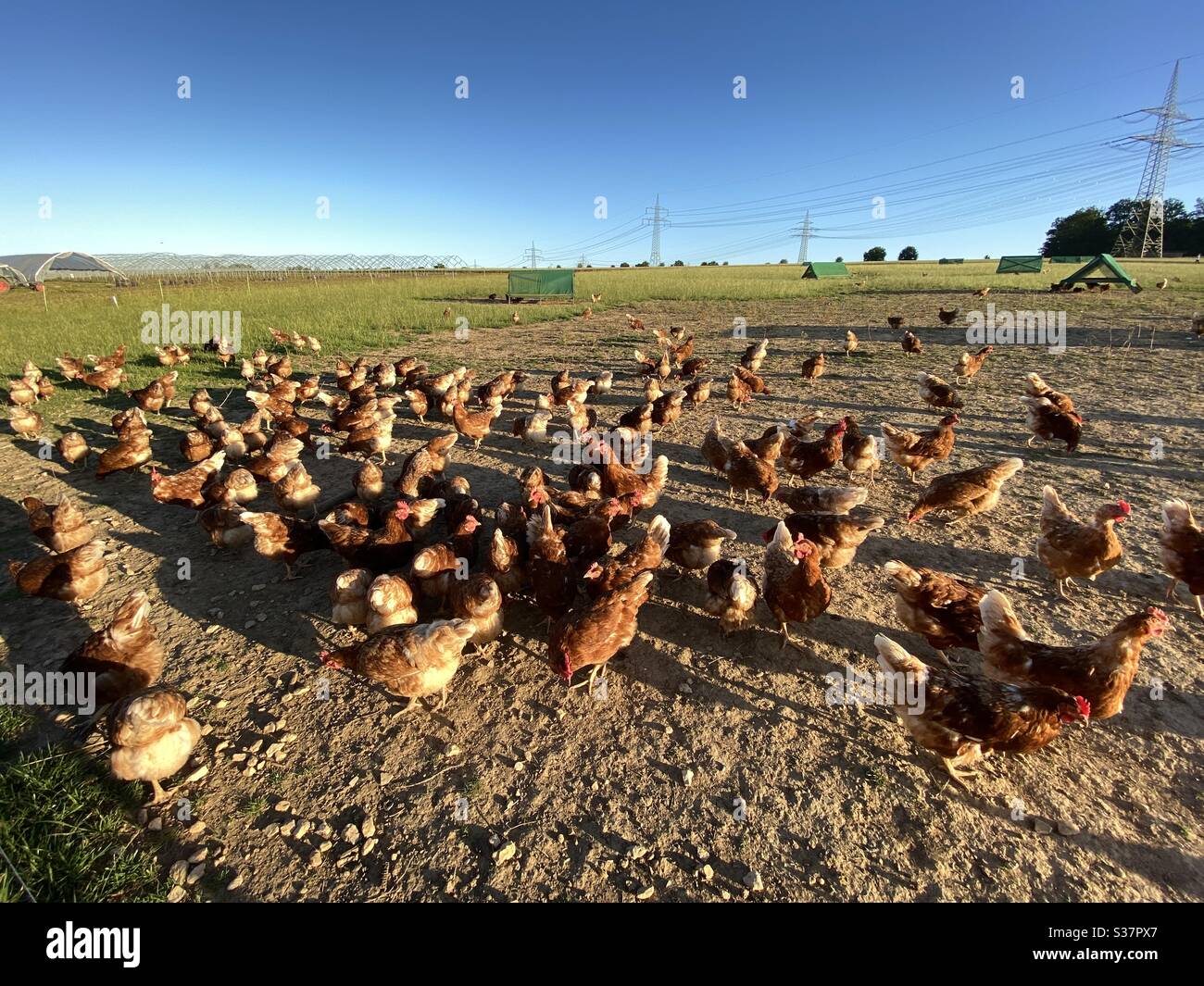 Chickens at Hen hatchery in Germany Stock Photo Alamy