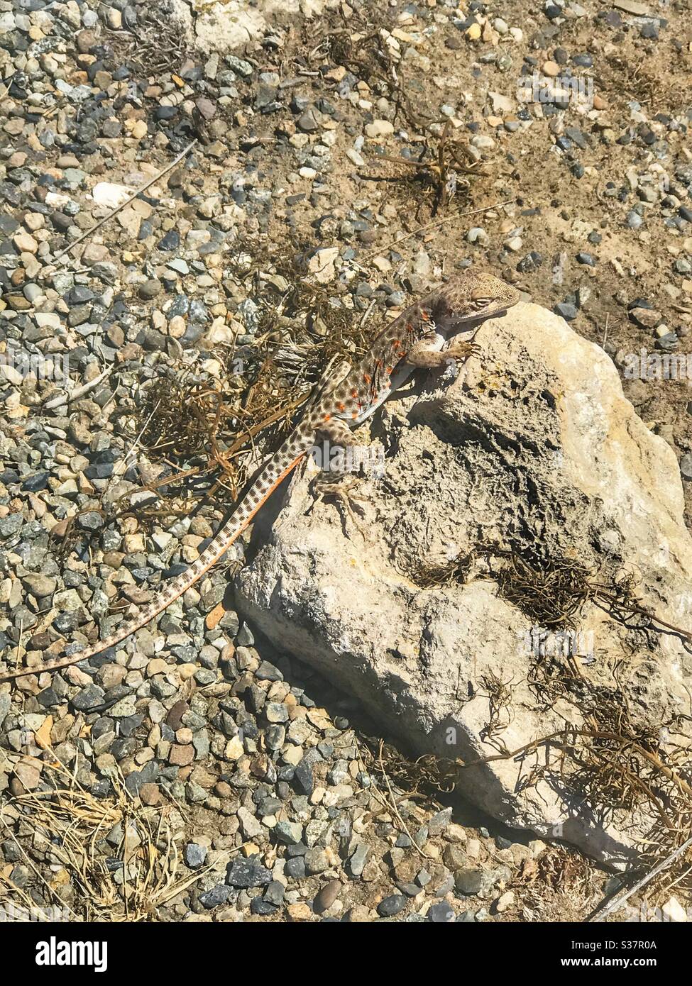 Lizard sunning on a rock in Idaho Stock Photo