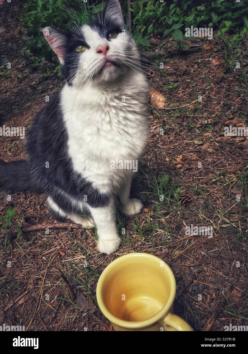 Fluffy kitty by yellow coffee cup on the ground Stock Photo