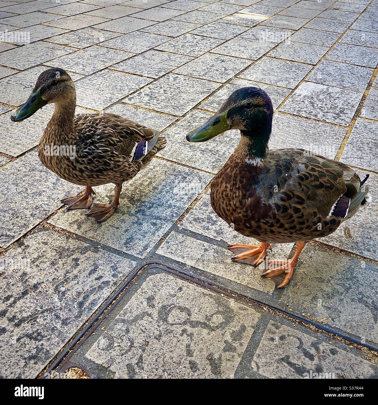 Pair of Mallard ducks walking along city pavement. - Smartphone Captured Stock Image
