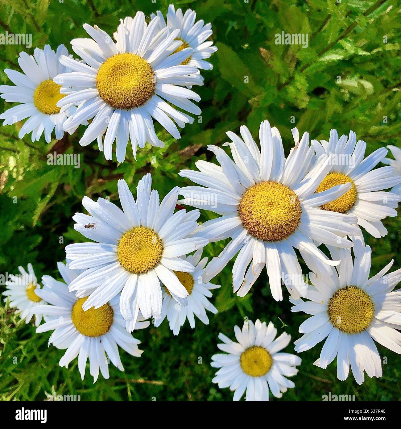 Michaelmas Daisies in a garden. - Smartphone Captured Stock Image