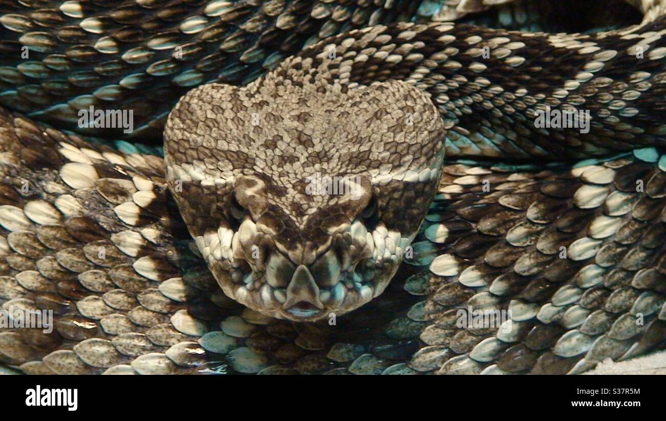 Coiled Rattle snake crotalus durissus in a glass enclosure in Malaysia- this reptile is highly venomous pit viper snake Stock Photo