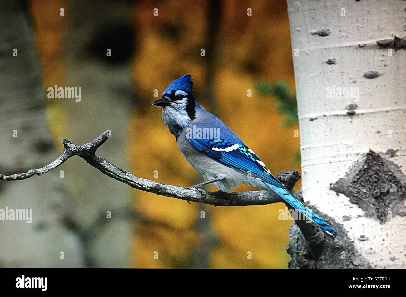 North American Birds, Birds of North America , Blue jay, bird, nature, woods, forest, feathers, flight, lover Stock Photo - Alamy