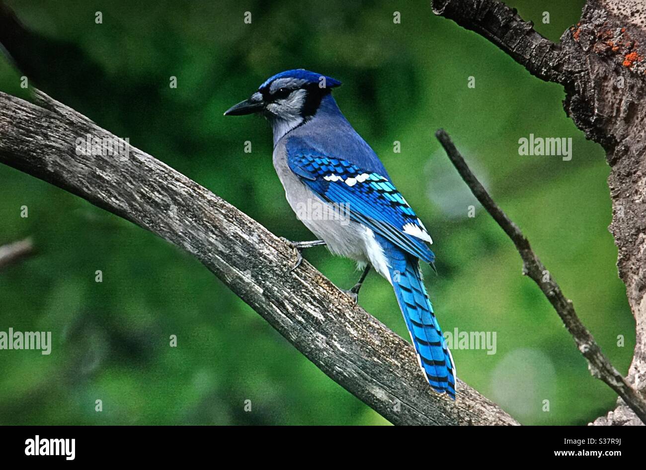 North American Birds, Birds of North America , Bluejay, bird, nature, woods, forest, feathers, flight, nature lover Stock Photo