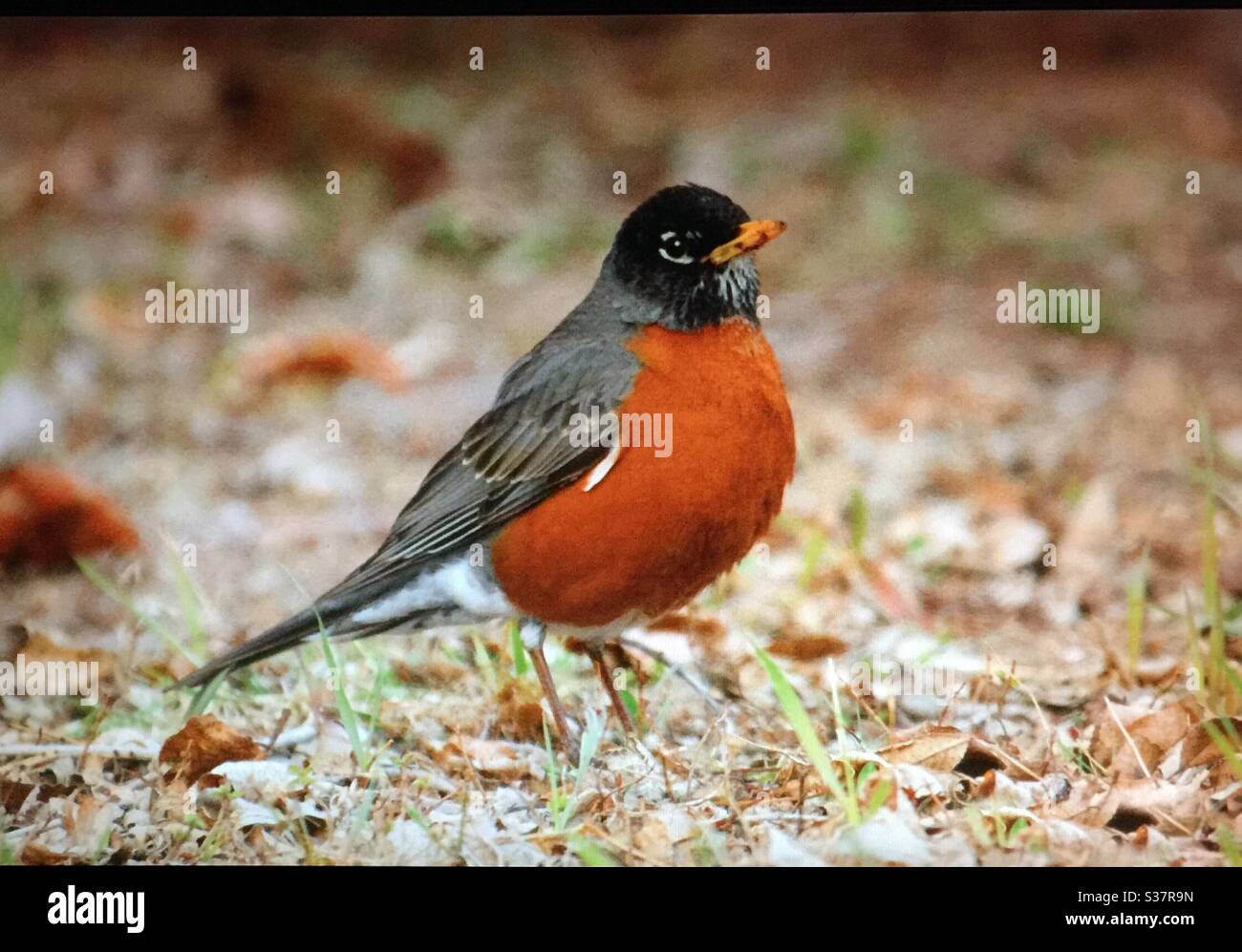 North American Birds, Birds of North America ,American robin. bird, nature, woods, forest, feathers, flight, nature lover Stock Photo