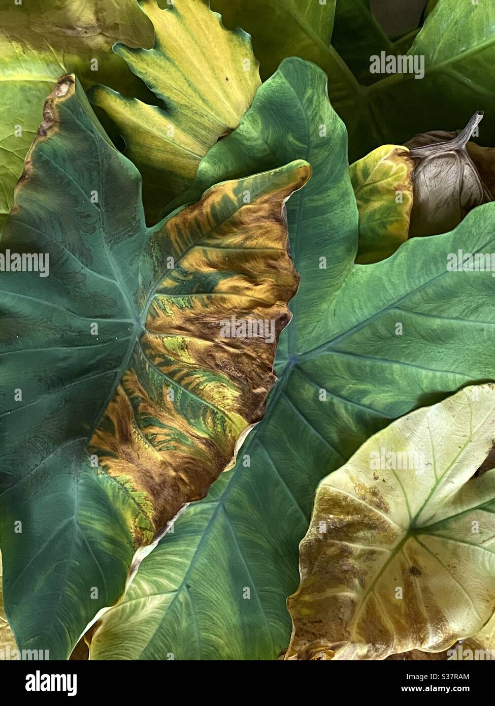 Variety of changing toro plant leaves - Smartphone Captured Stock Image