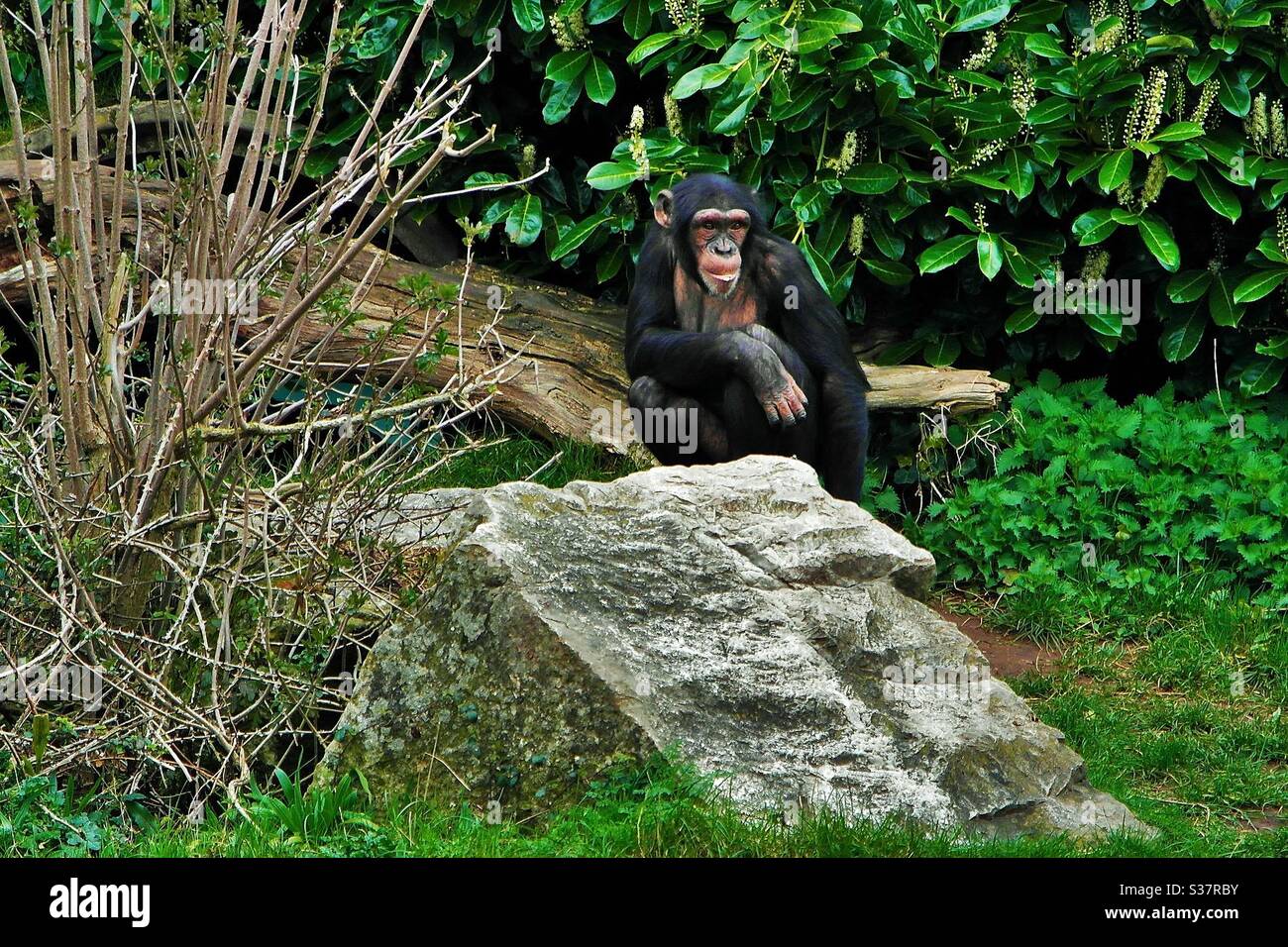 A chimpanzee resting at zoo Stock Photo