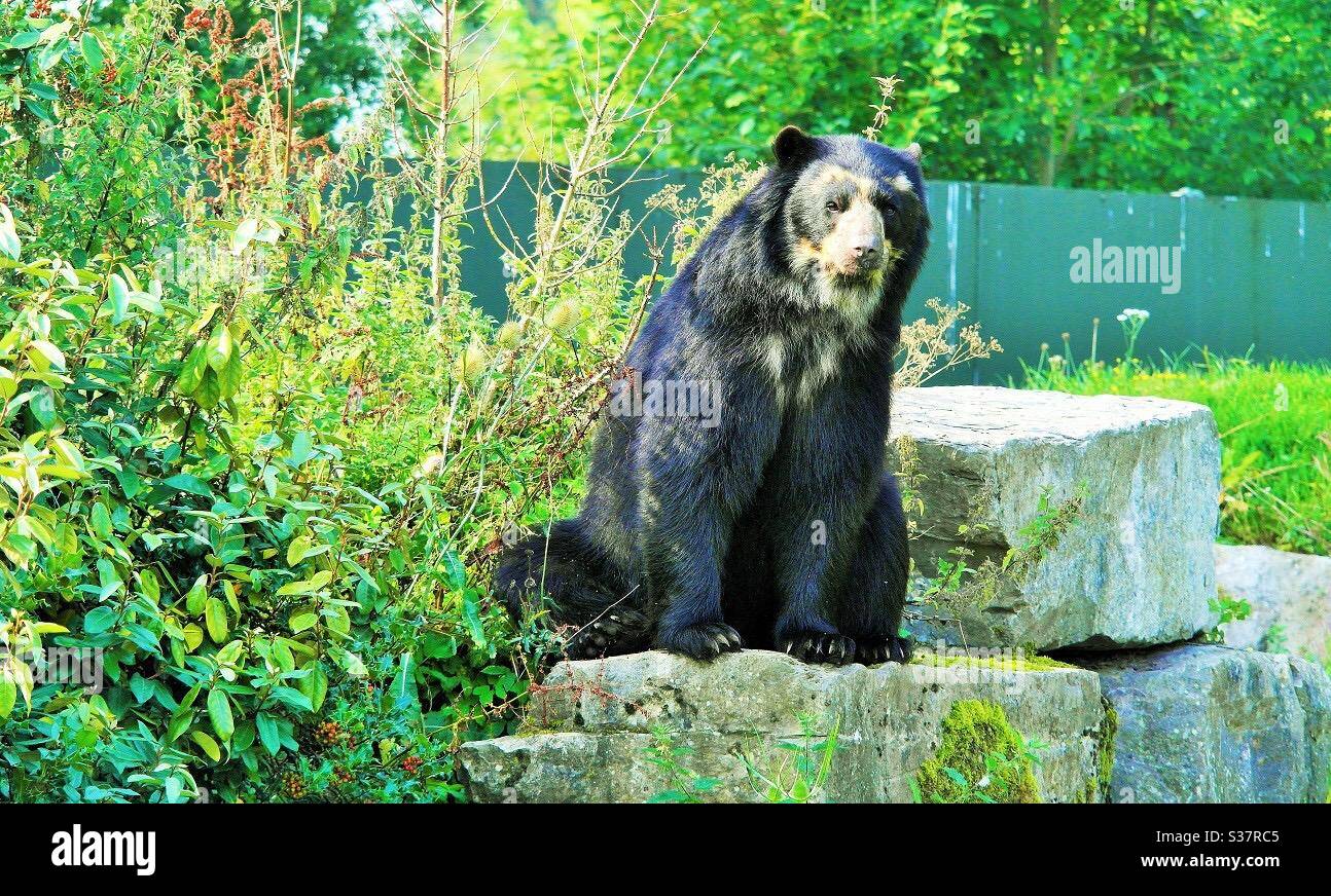 Speckled Bear resting in the sun - Smartphone Captured Stock Image