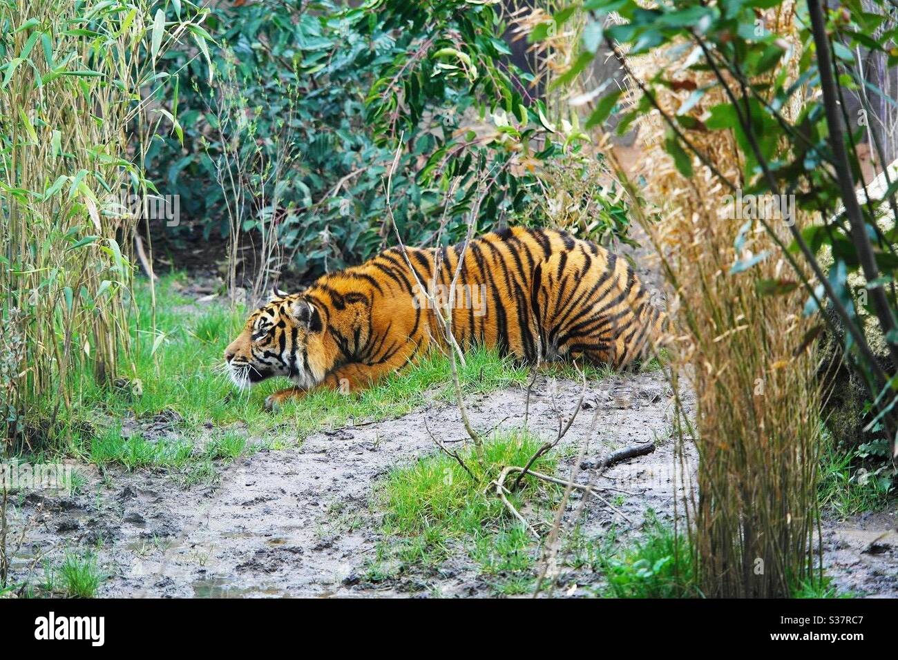 A tiger crouching to get its prey - Smartphone Captured Stock Image