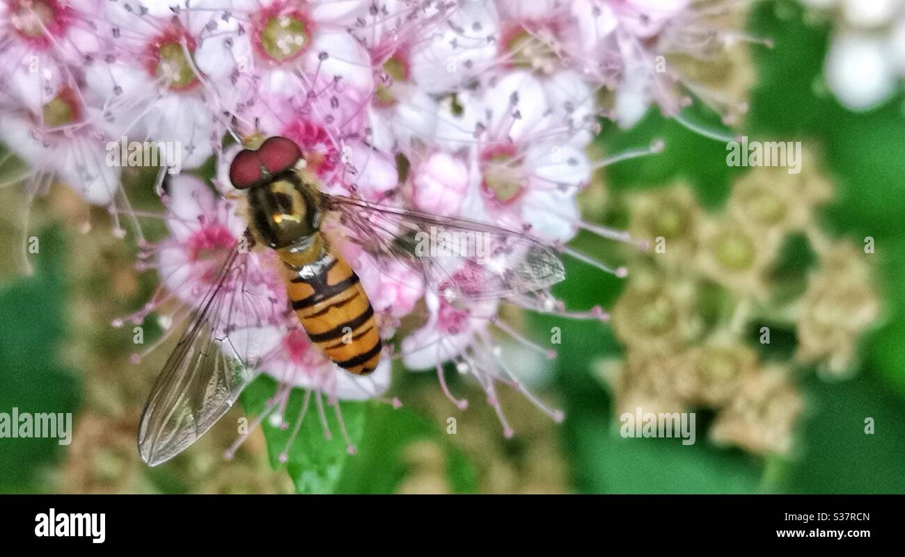 Marmalade hoverfly (Episyrphus balteatus) on pink flower - Smartphone Captured Stock Image