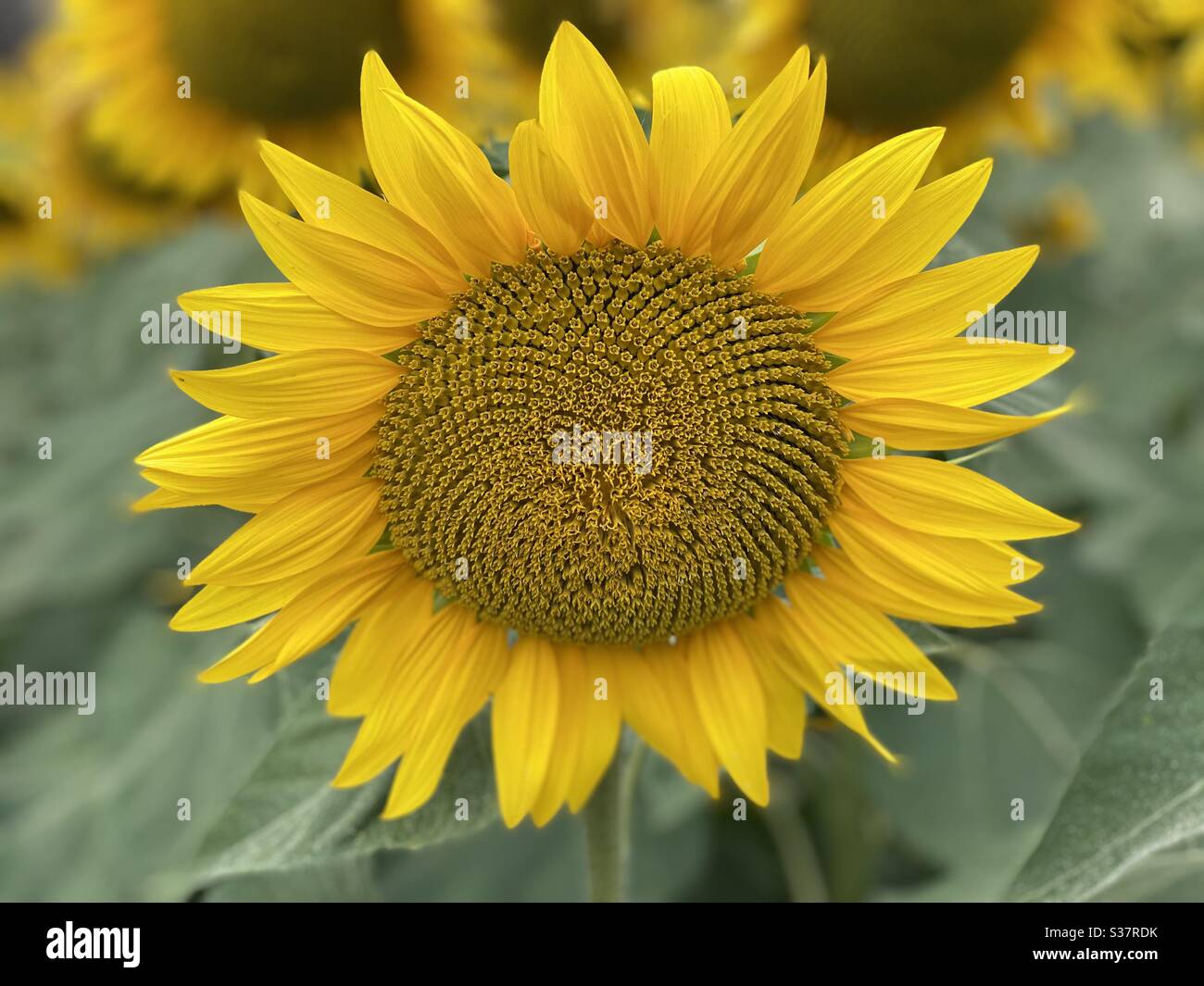 Sunflower portrait - Smartphone Captured Stock Image