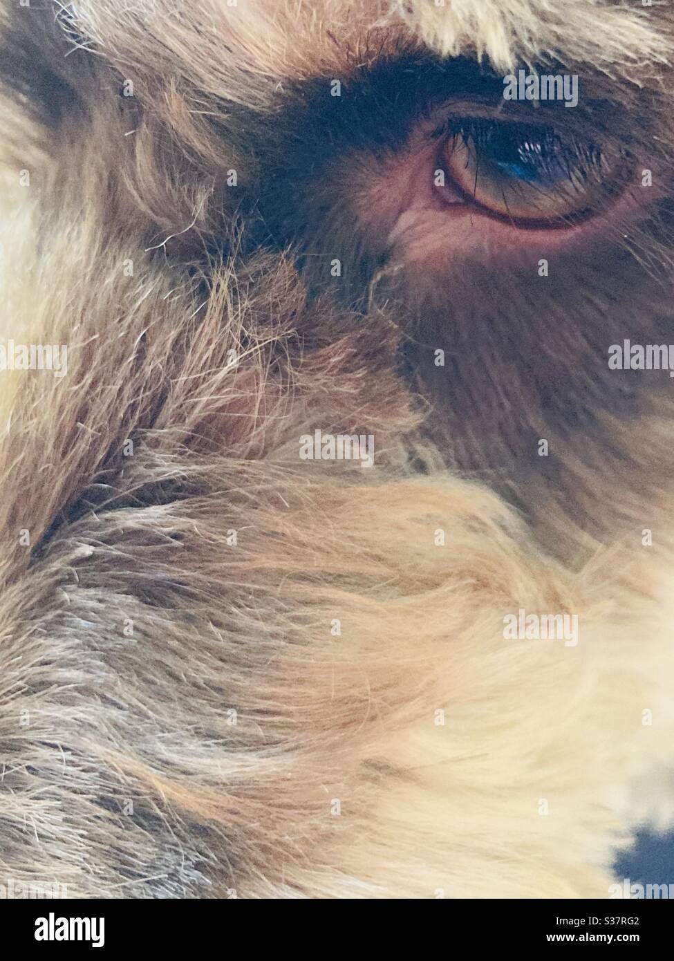 Keeping an eye on you. - Smartphone Captured Stock Image