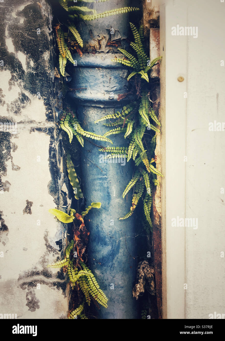 Vines like tendrils grow round a drainpipe - Smartphone Captured Stock Image