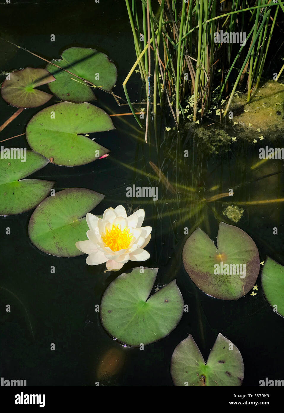 A beautiful water lily in a garden pond - Smartphone Captured Stock Image