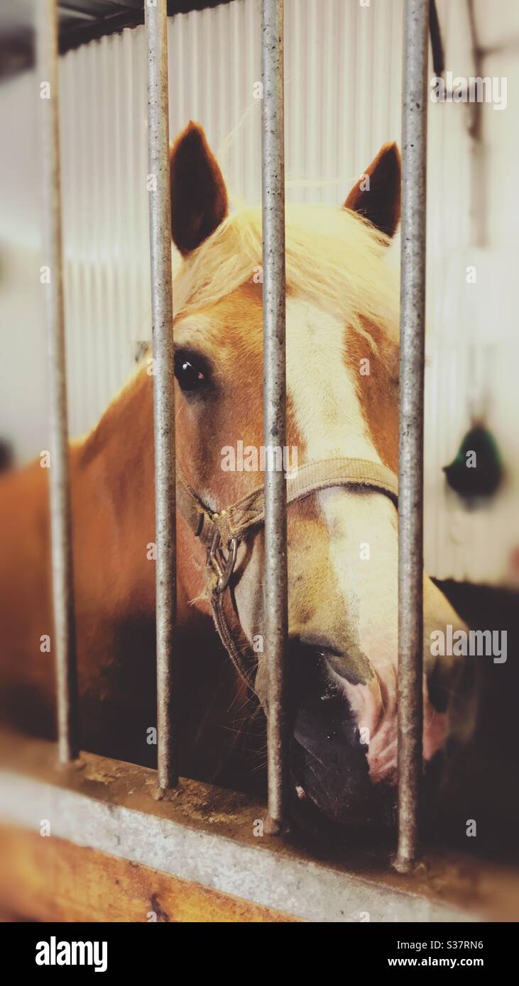 Sad Horse Stable High Resolution Stock Photography And Images Alamy