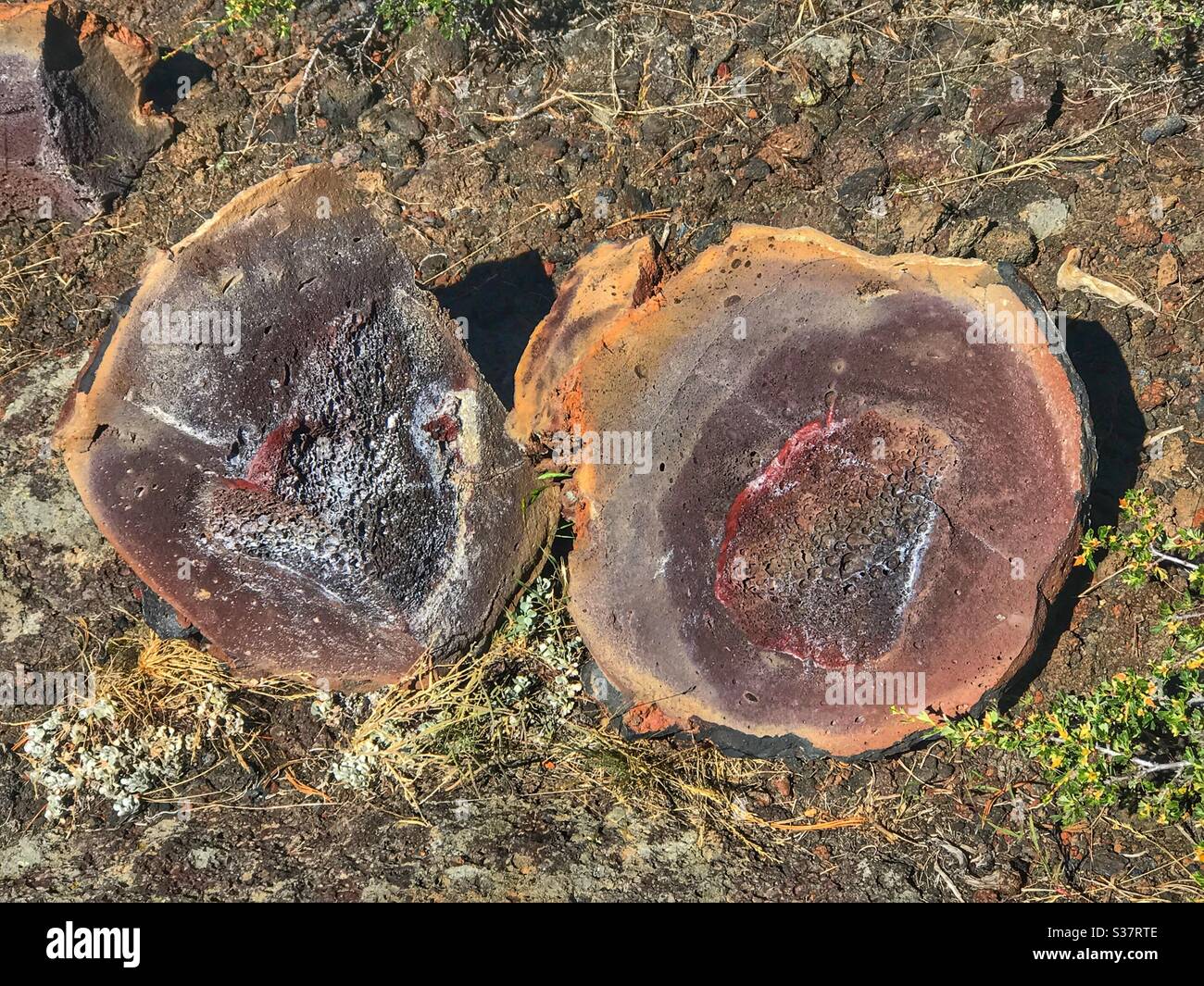 Cracked in half,  lava rock called bombs in the Craters of the Moon National Monument in Idaho. - Smartphone Captured Stock Image