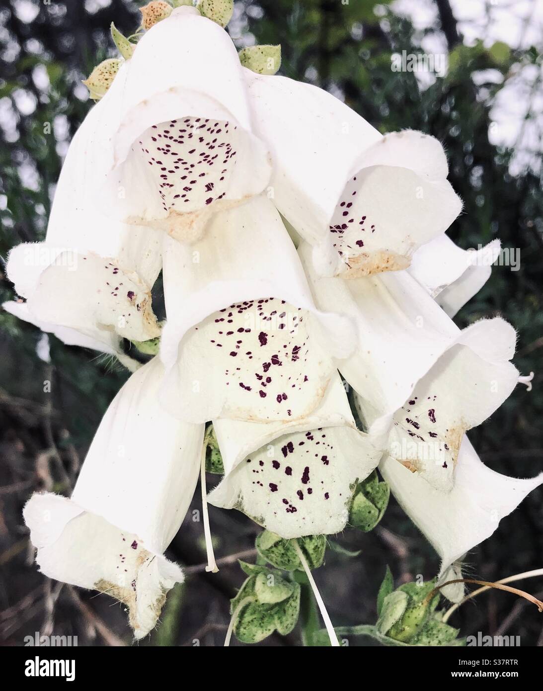 Rare white (at least in my yard) Foxglove plant. Stock Photo