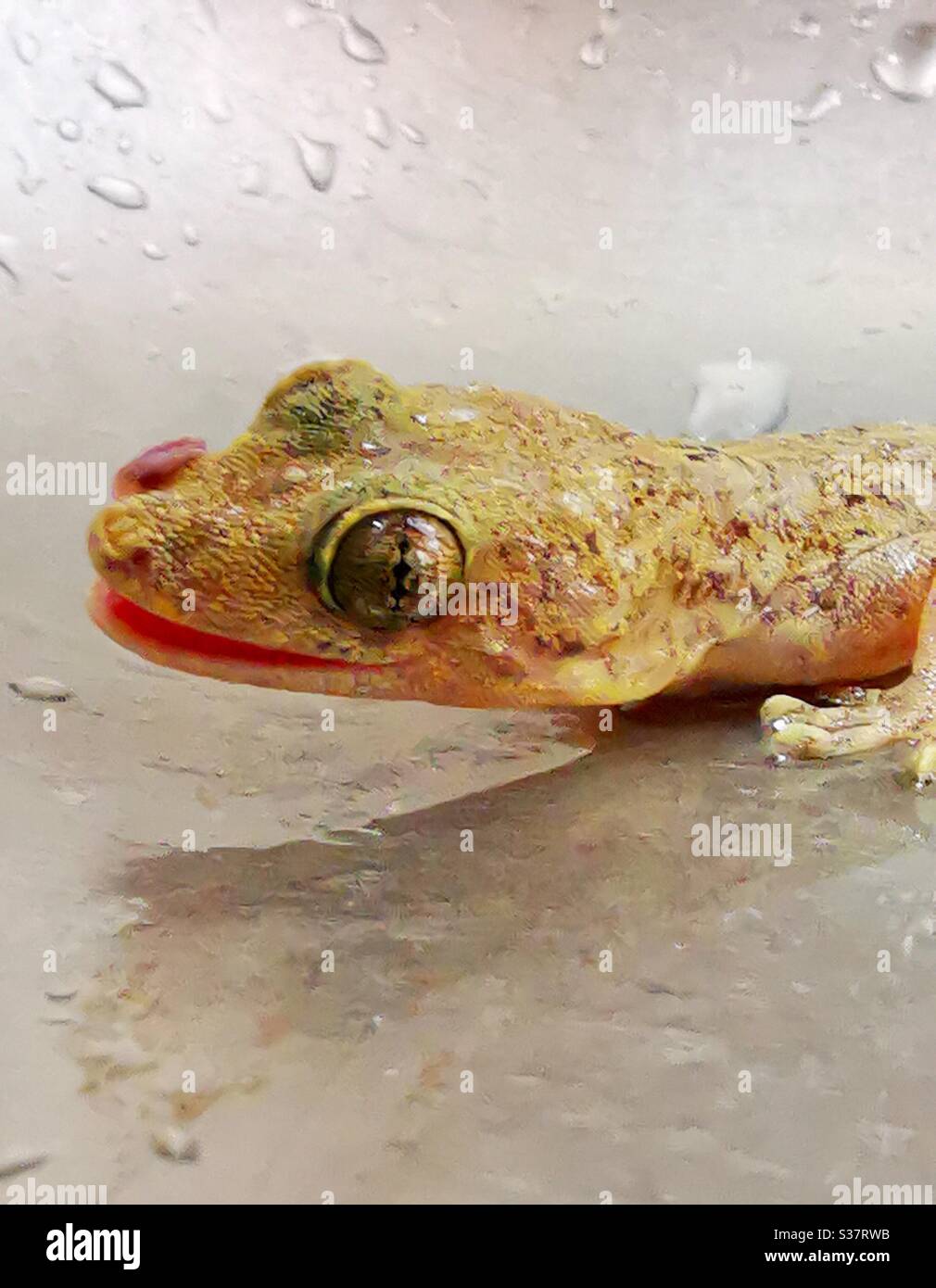 A closeup of a smiling Gecko. - Smartphone Captured Stock Image
