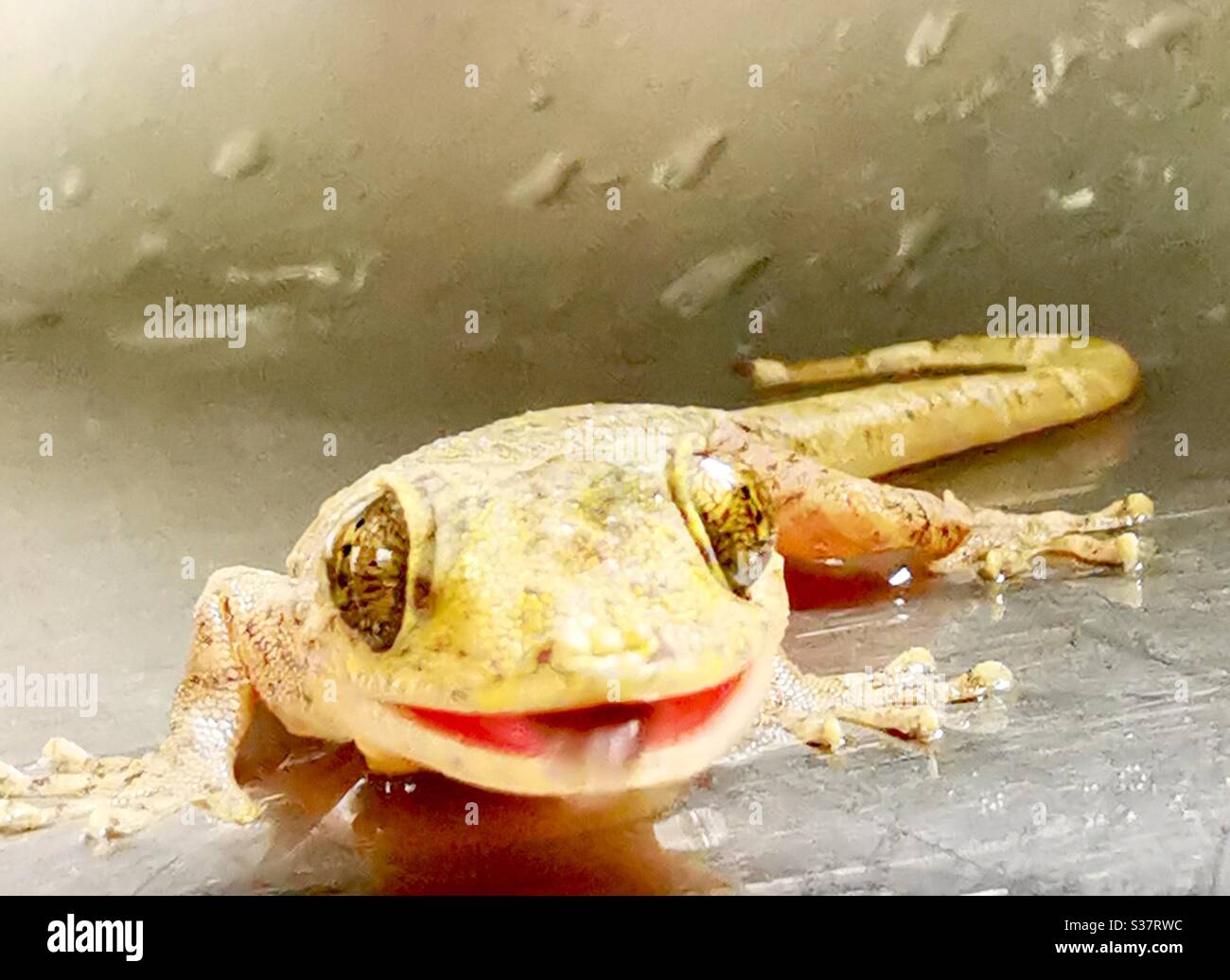 A closeup of a smiling Gecko. - Smartphone Captured Stock Image