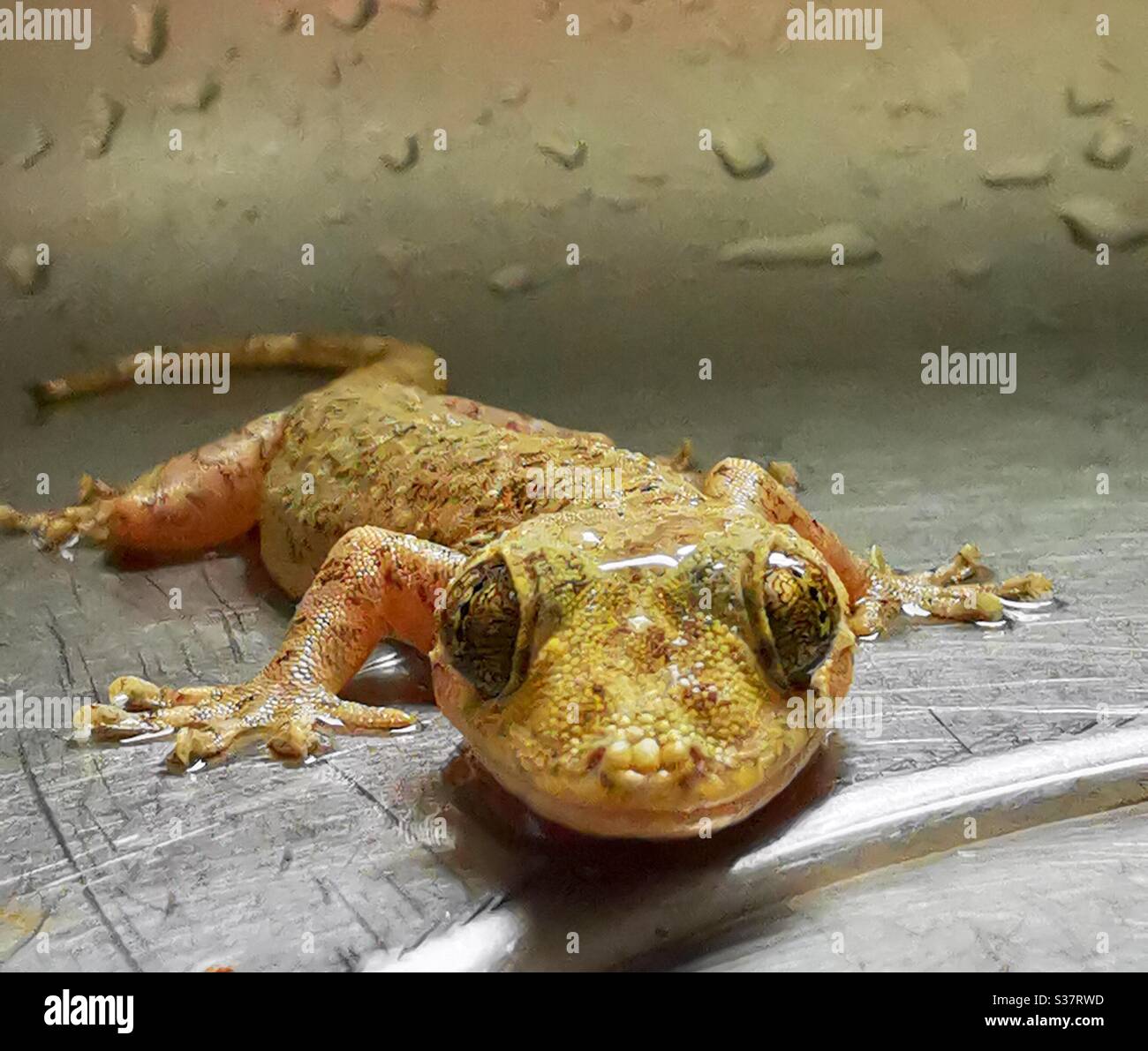 A closeup of a Gecko. - Smartphone Captured Stock Image