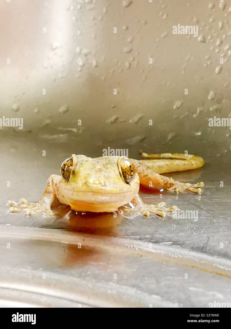 Portrait of a smiling Gecko. - Smartphone Captured Stock Image