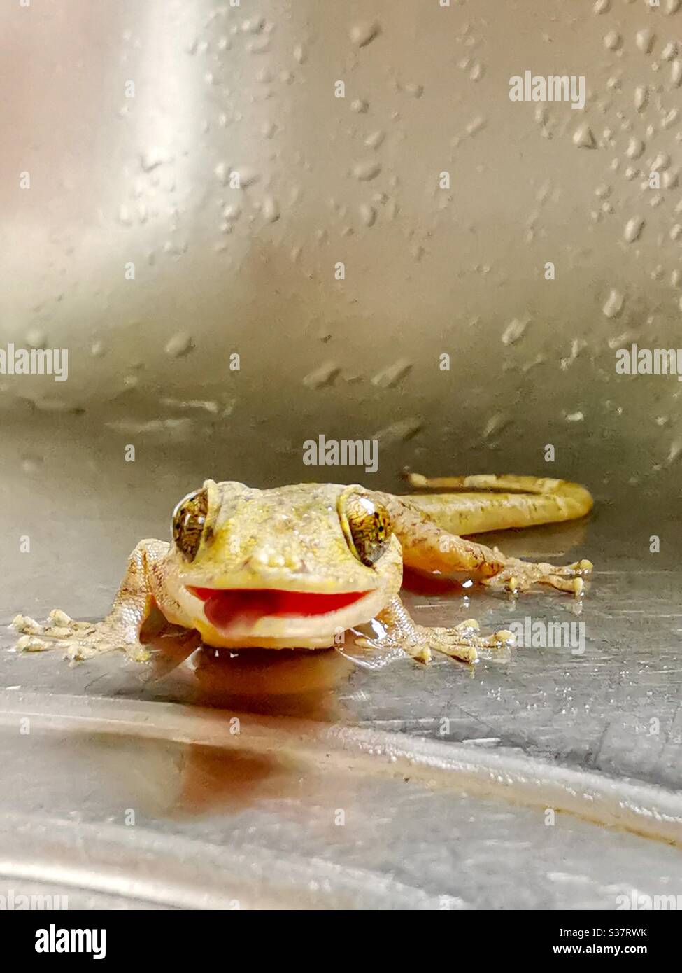A closeup of a smiling gecko. - Smartphone Captured Stock Image