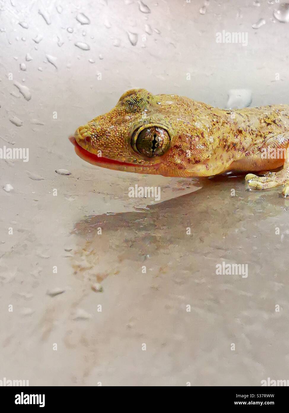 A closeup of a gecko. - Smartphone Captured Stock Image