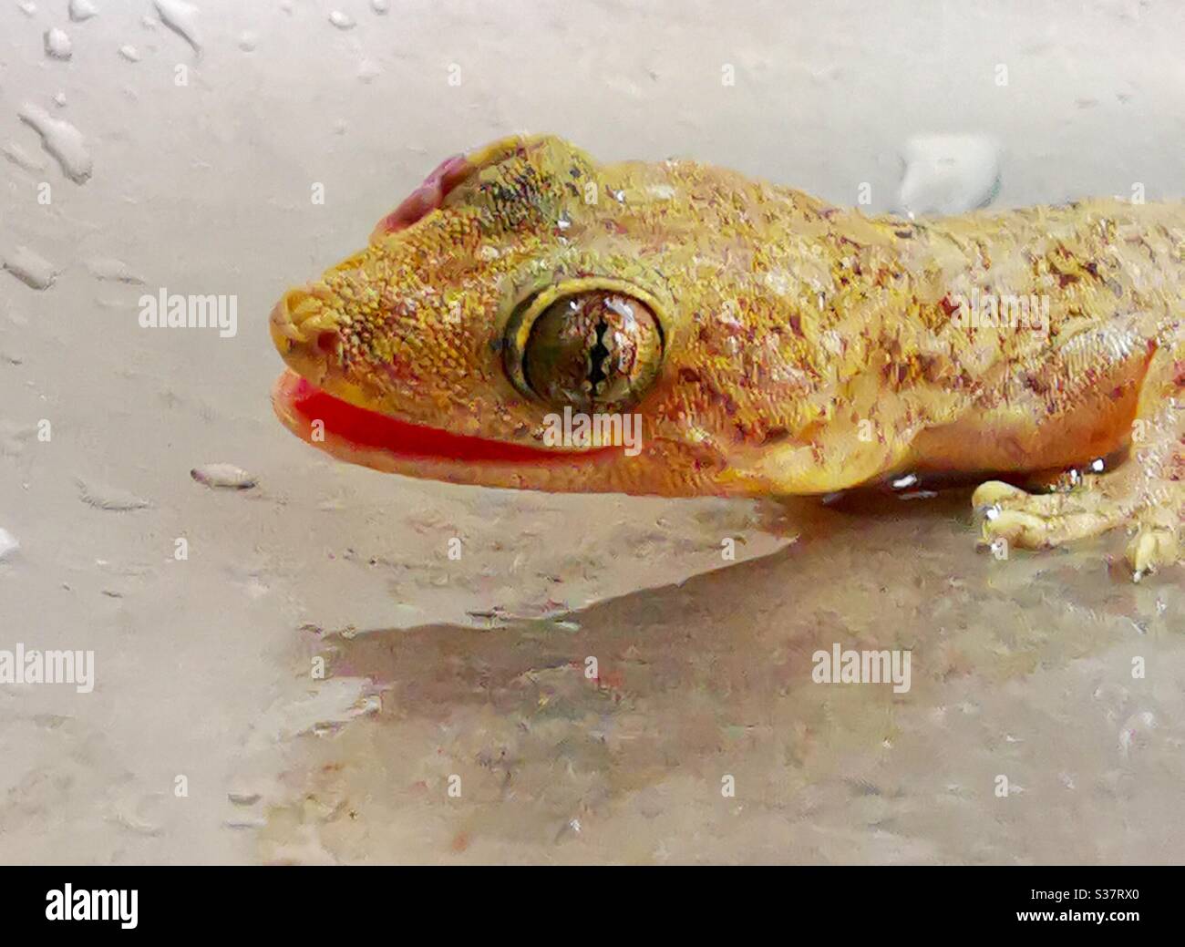 A closeup of a smiling gecko. - Smartphone Captured Stock Image