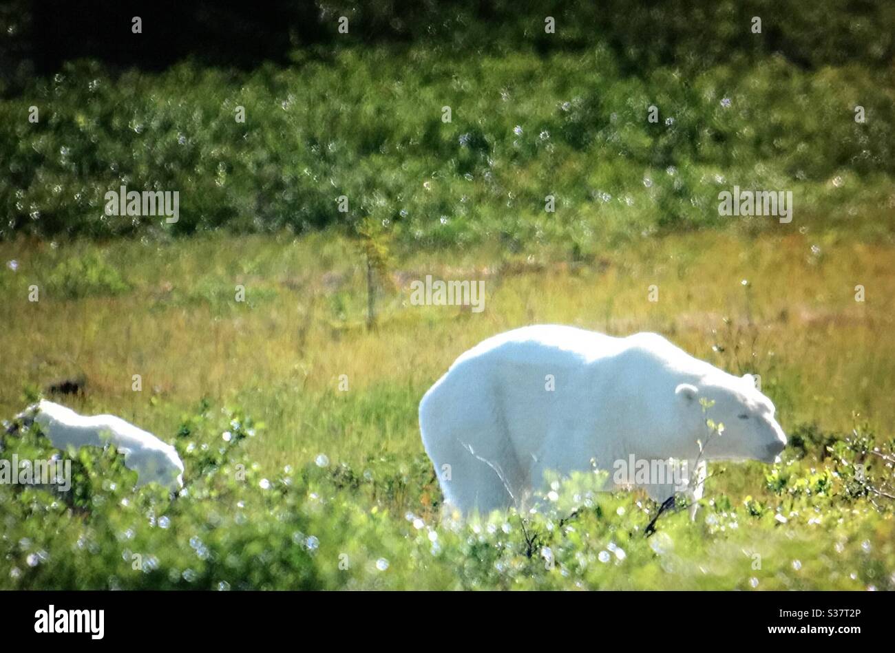 Polar bear, and cub, visit Churchill , Manitoba,travel, tourism, tourist, white bear, family - Smartphone Captured Stock Image
