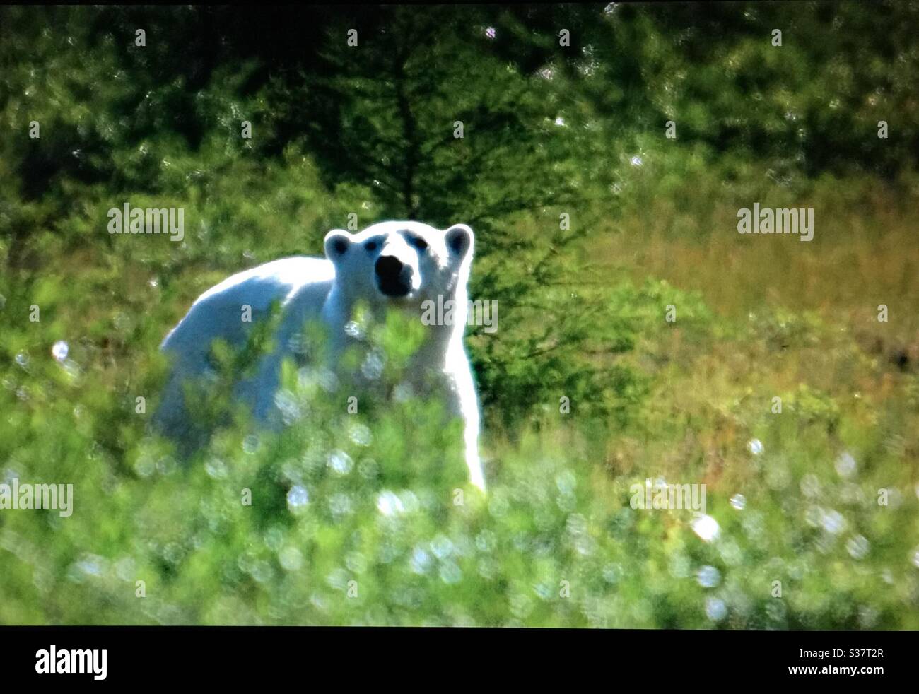 Polar bear, and cub, visit Churchill , Manitoba,travel, tourism, tourist, white bear, family - Smartphone Captured Stock Image