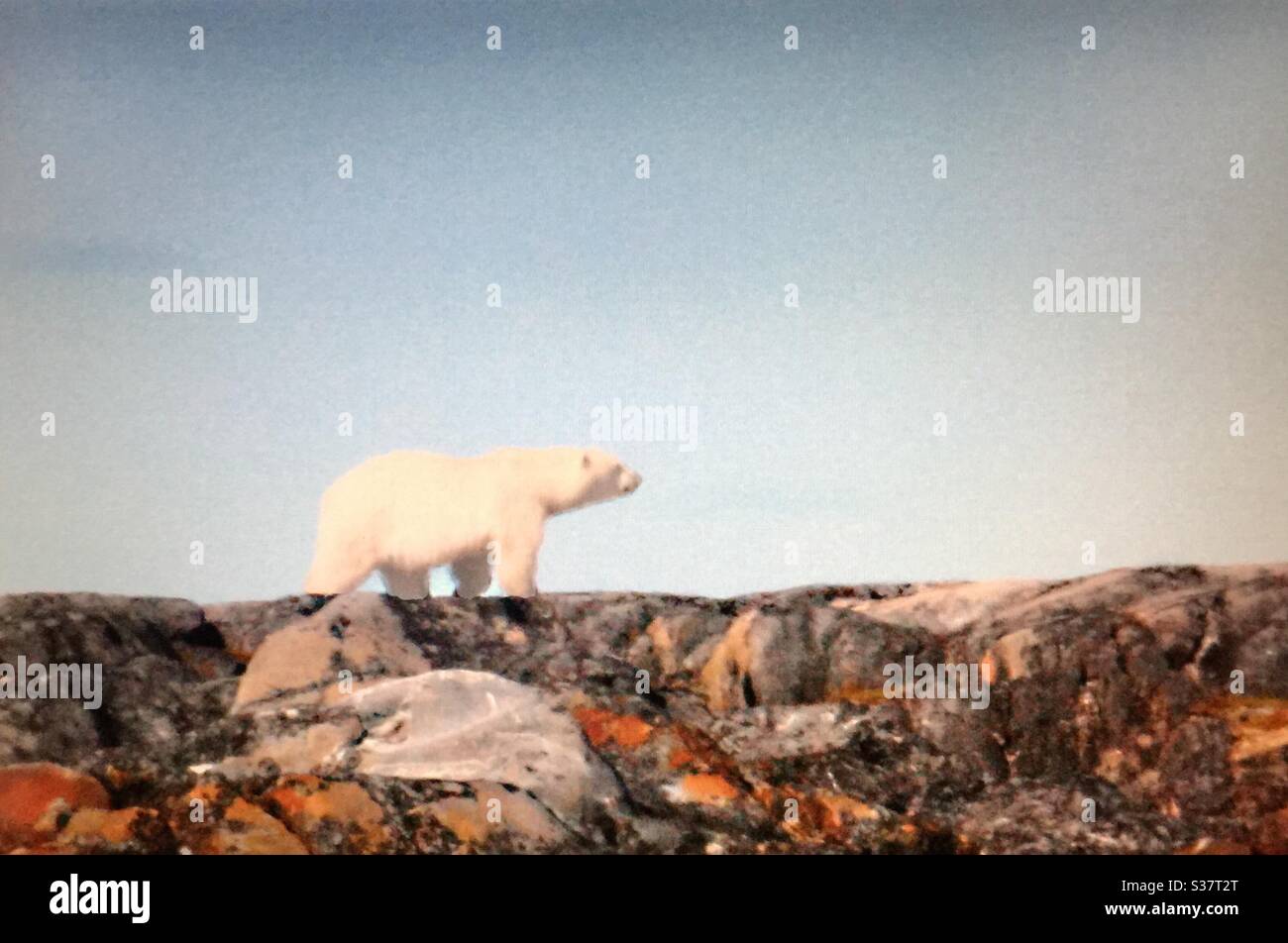 Polar bear, visit Churchill , Manitoba,travel, tourism, tourist, white bear, - Smartphone Captured Stock Image