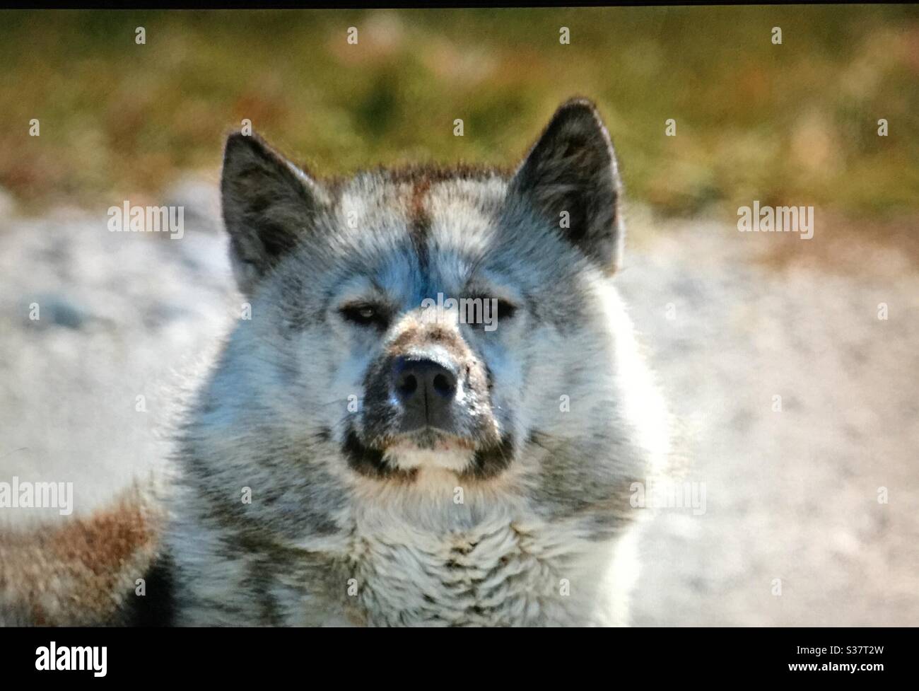 Siberian husky, guard dog, powerful, fierce Stock Photo Alamy