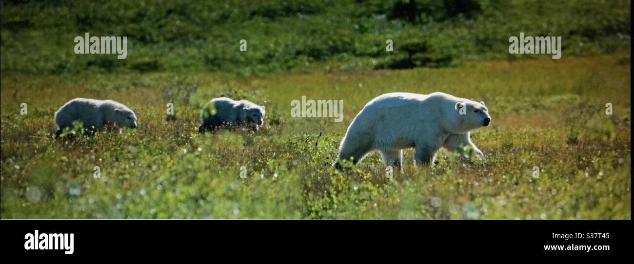Visit Churchill, Manitoba, travel Manitoba, polar bear, family, sow, two cubs, wildlife, wilderness, wilds, - Smartphone Captured Stock Image