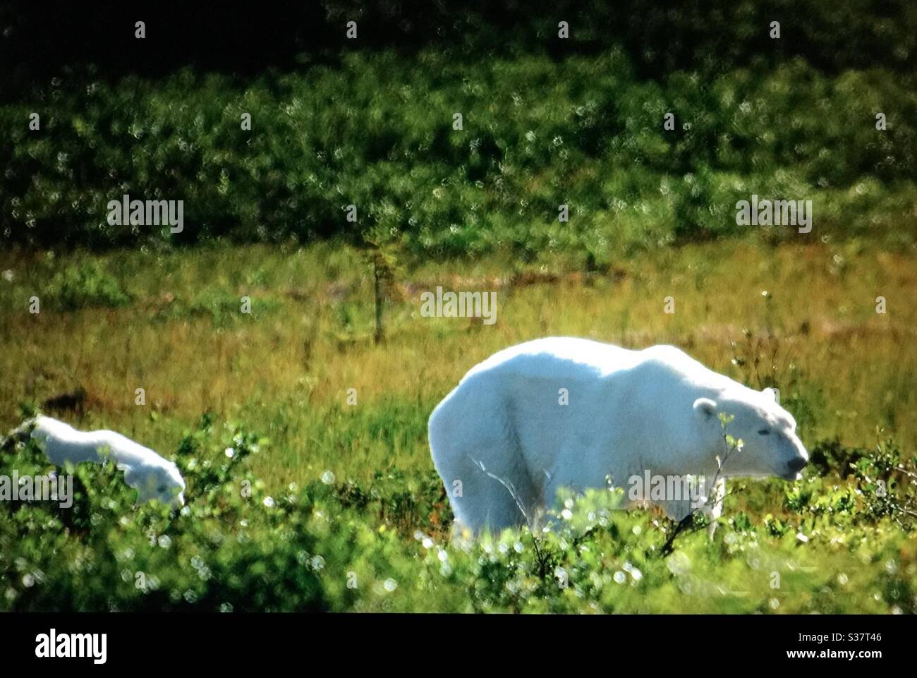 Visit Churchill, Manitoba, travel Manitoba, polar bear, family, sow, two cubs, wildlife, wilderness, wilds, - Smartphone Captured Stock Image