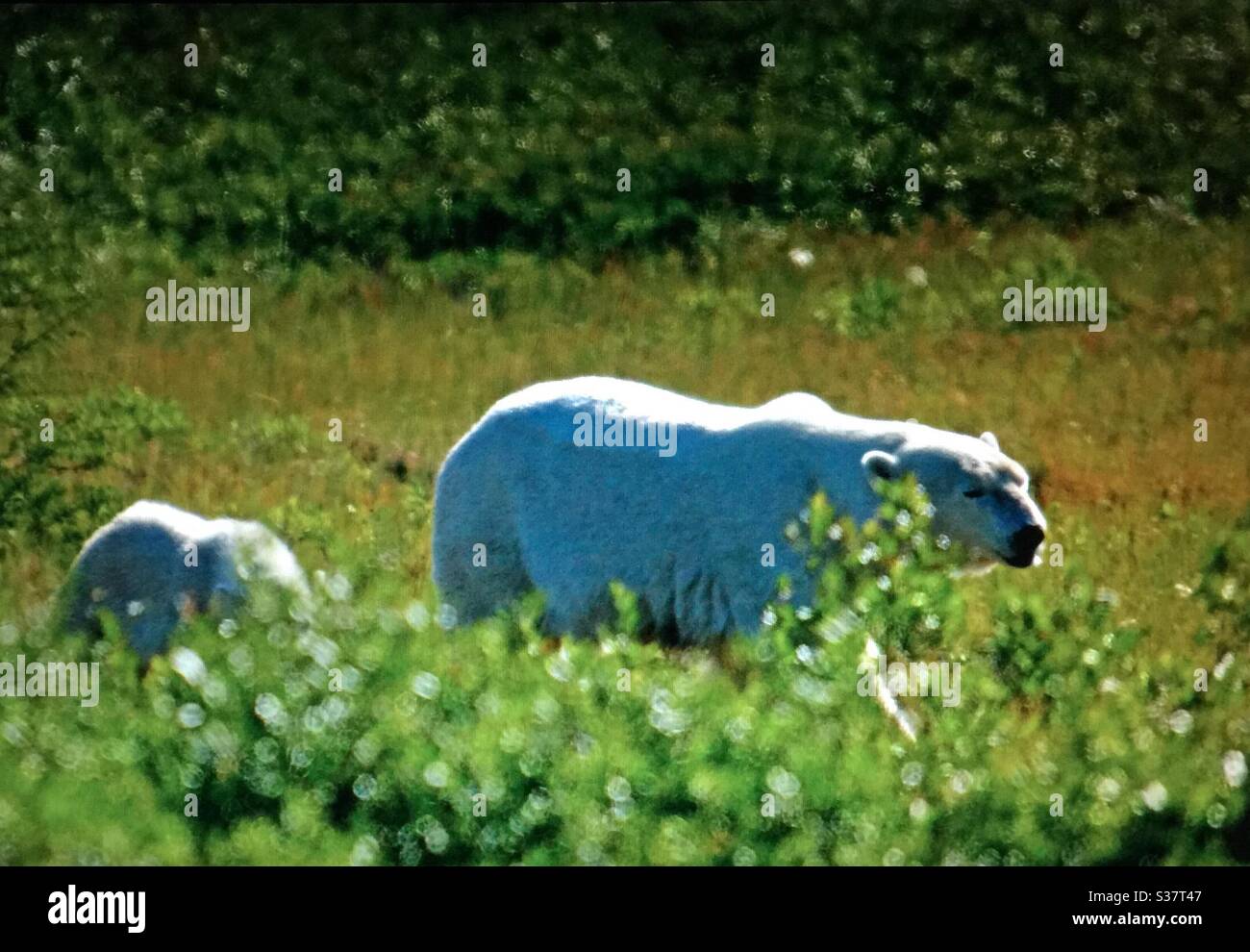 Visit Churchill, Manitoba, travel Manitoba, polar bear, family, sow, two cubs, wildlife, wilderness, wilds, - Smartphone Captured Stock Image