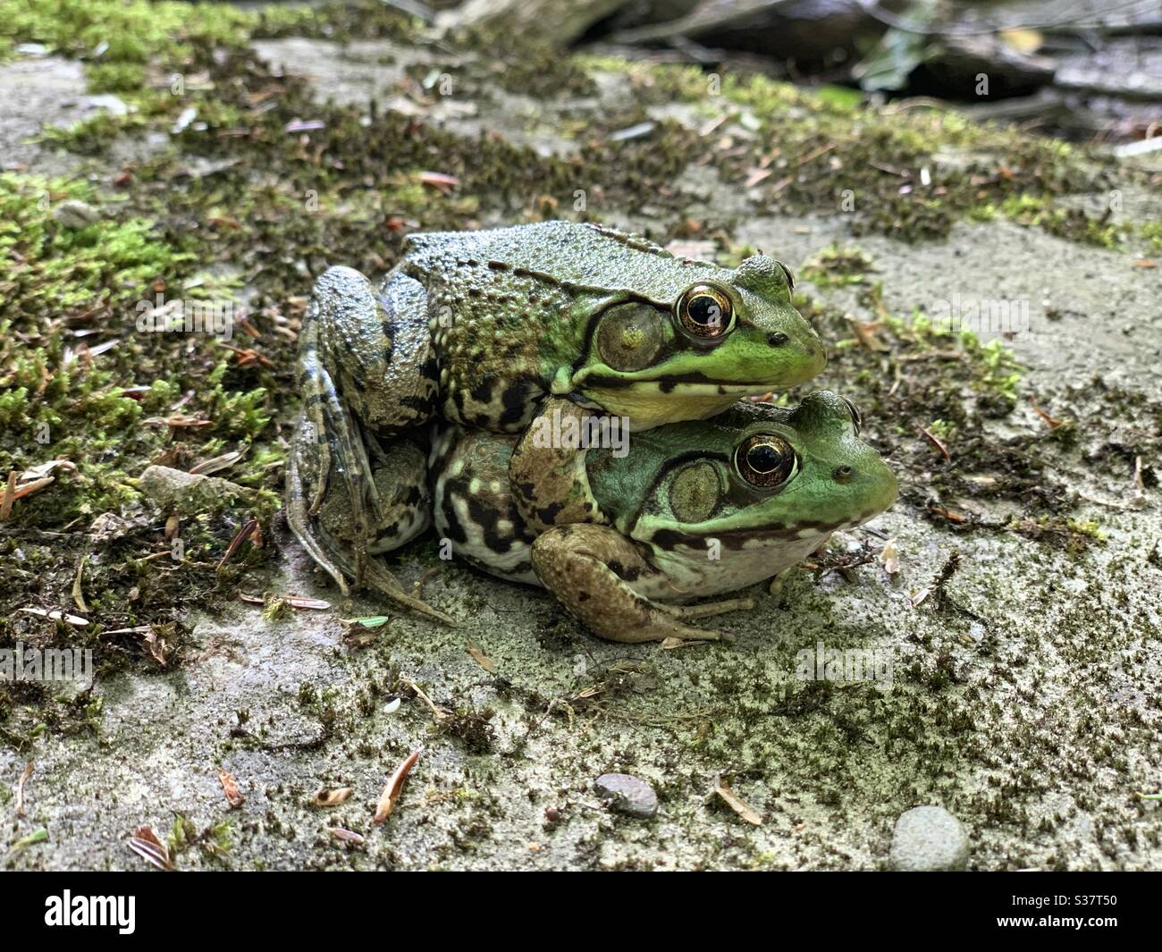Frog making beautiful frog love in a river Stock Photo