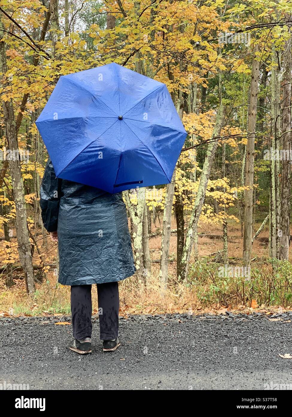 Woman walking in rain in the autumn with umbrella Stock Photo