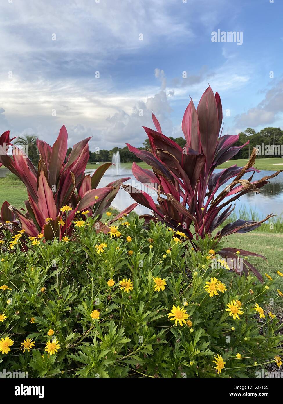 Outdoor garden area with colorful yellow daisies and tropical plants - Smartphone Captured Stock Image